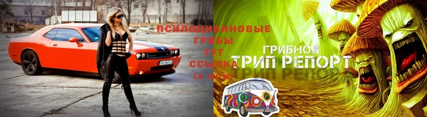 шишки Аркадак